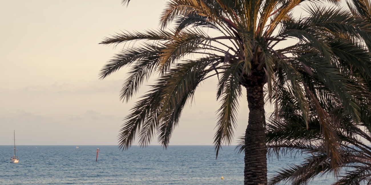 palmera en los jardines de la boda